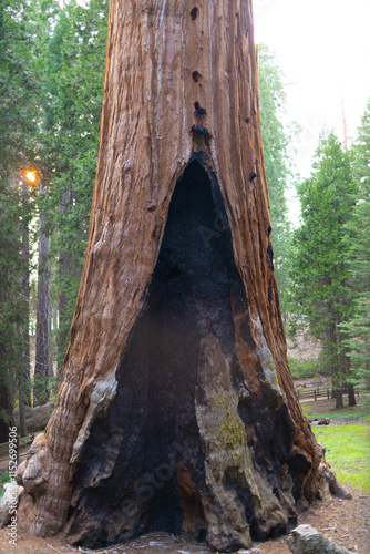 Visitors drive through a massive sequoia tree, creating a remarkable natural landmark set among towering forest trees under bright sunlight. photo