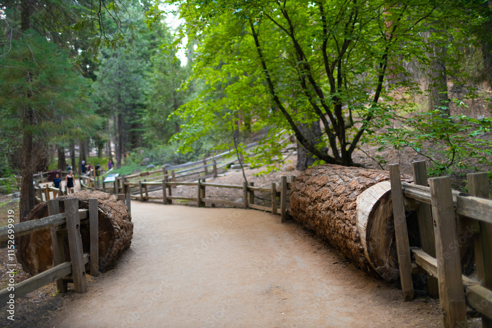 Fototapeta premium Visitors drive through a massive sequoia tree, creating a remarkable natural landmark set among towering forest trees under bright sunlight.