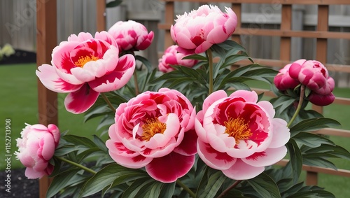 Wallpaper Mural Close up of Portulaca grandiflora (Moss Rose)
 Torontodigital.ca