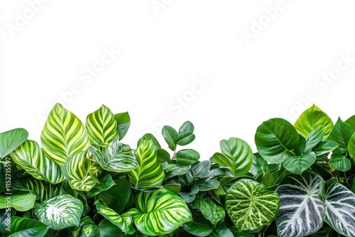 Lush green tropical foliage border isolated on white. (2) photo