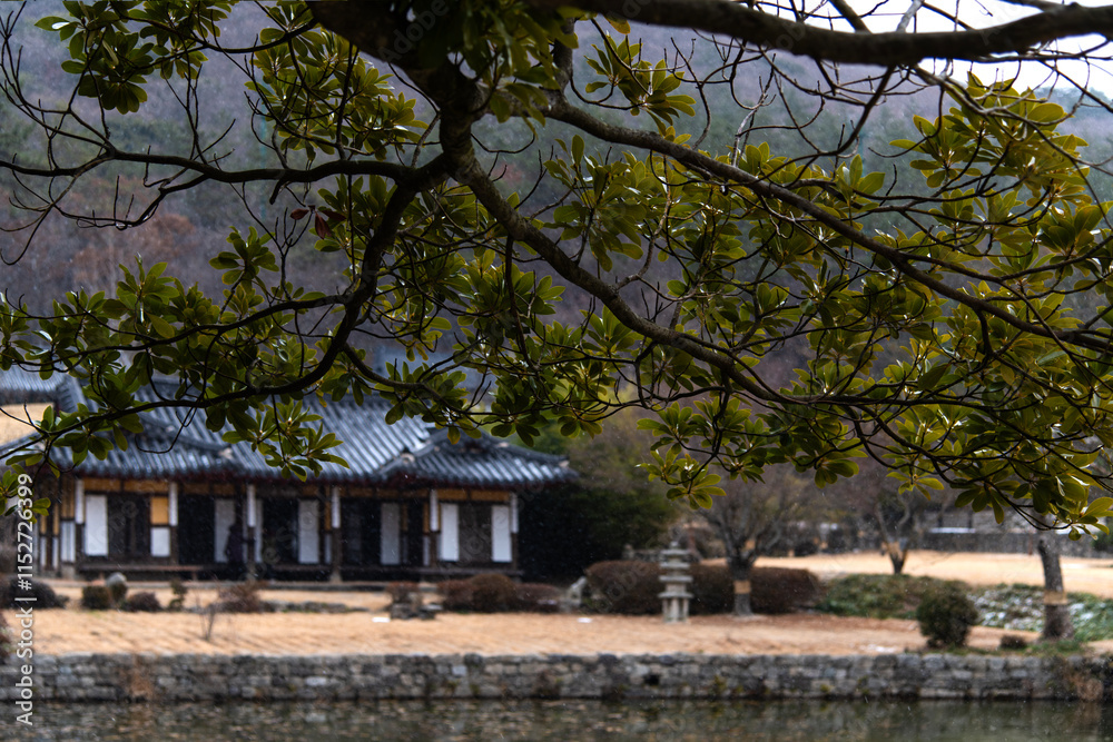 tree and traditional Korean building tree and traditional Korean building