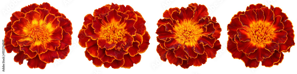 High-Quality PNG of Red orange marigold flower Isolated on White Background – High Resolution High-Quality PNG of Red orange marigold flower Isolated on White Background – High Resolution
