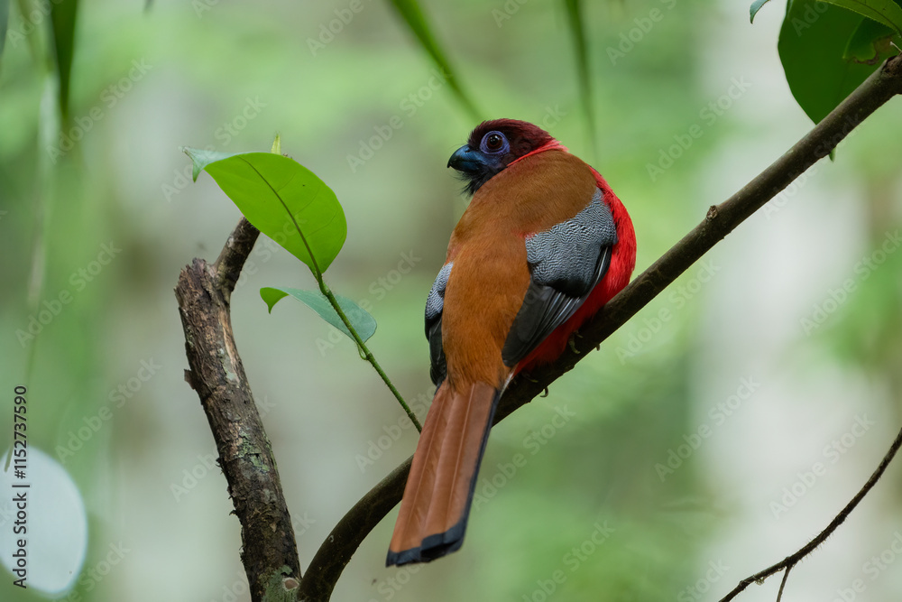Diard's trogon (Harpactes diardii) Near Threatened Diard's trogon (Harpactes diardii) Near Threatened