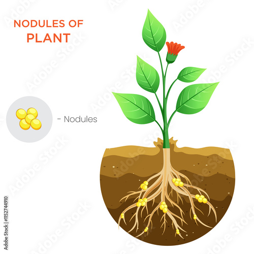 Illustration of Plant Nodules Key to Nitrogen Fixation and Soil Health photo