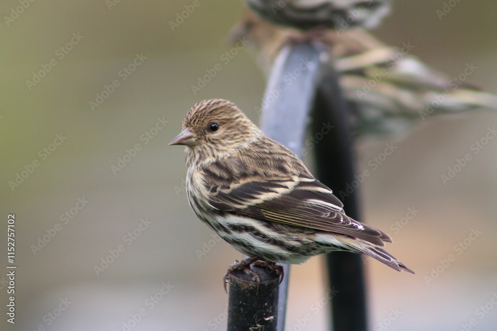Fototapeta premium Pine Siskin