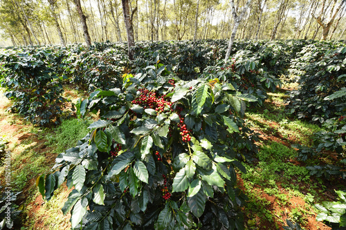 Coffee beans ripening on a tree             
