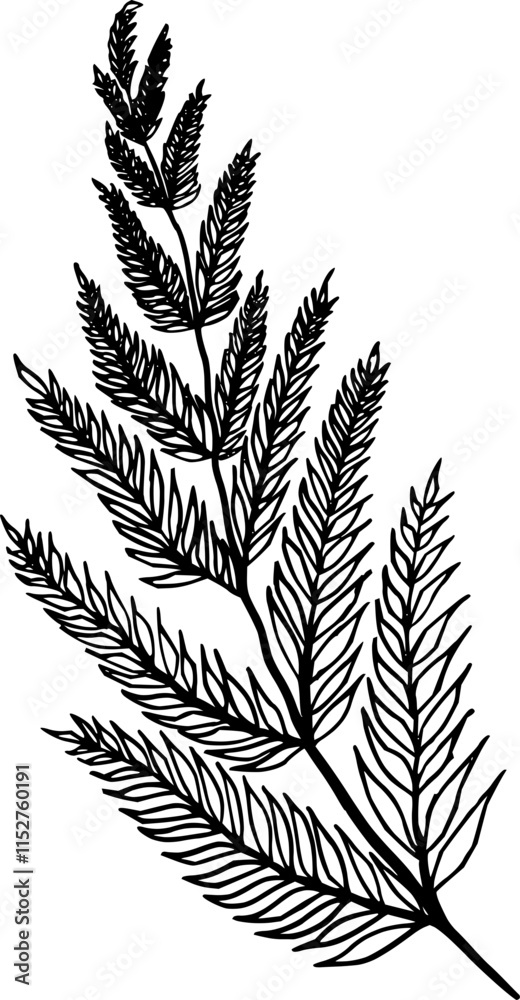 Hand drawn Flowers and plants
