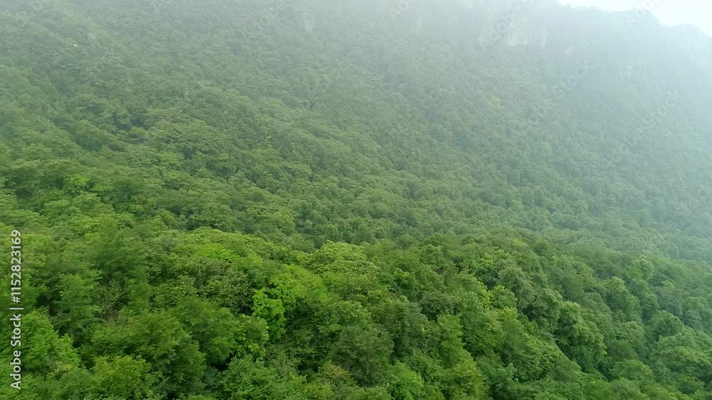 Exploring the beauty of a primitive forest through aerial photography in high definition Exploring the beauty of a primitive forest through aerial photography in high definition