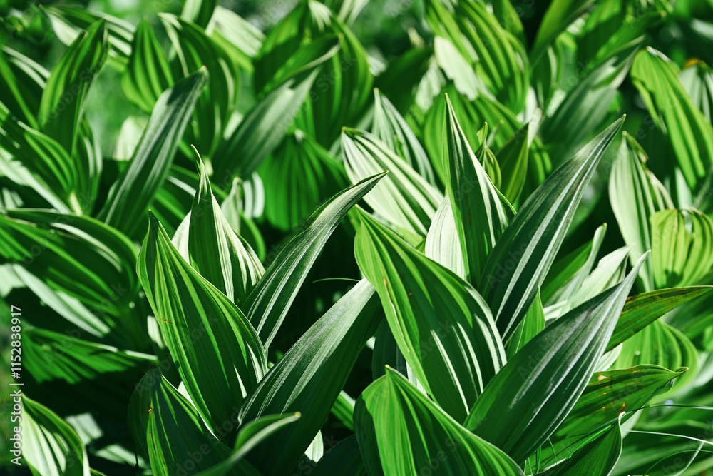 Obraz premium Close-up of wild hellebore leaves on a mountain slope, Karachay-Cherkessia Republic of Russia