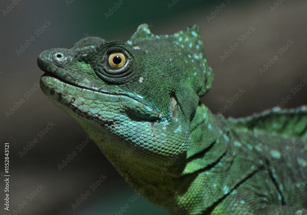 Obraz premium The Basilisk (Basiliscus basiliscus), a green lizard native to South and Central America