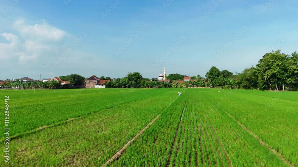 Drone View Of Newly Established Rice Paddies Cultivated