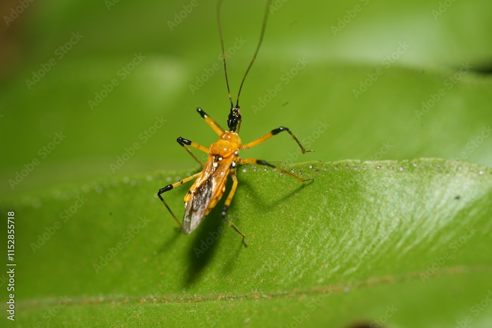 Cosmolestes picticeps is an insect, specifically a species of assassin bug belonging to the family Reduviidae. Cosmolestes picticeps is an insect, specifically a species of assassin bug belonging to the family Reduviidae.