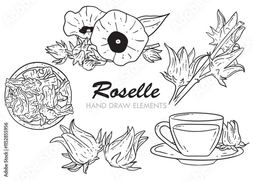 12. ROSELLE HAND DRAWN ELEMENT.eps