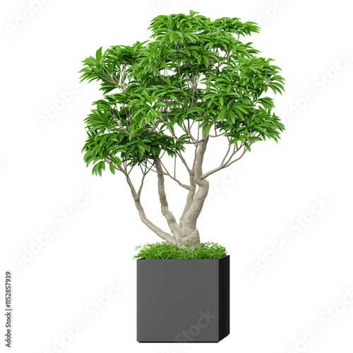 3d render of Bonsai plant in planter isolated on transparent Canvas