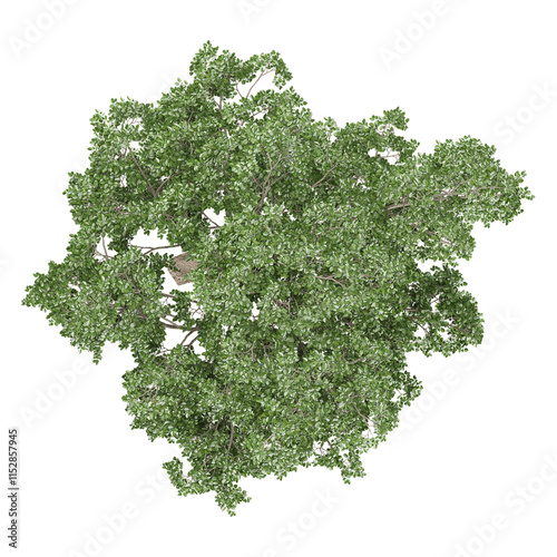 3d illustration of Populus sect. Aigeiros tree isolated on transparent canvas from top view