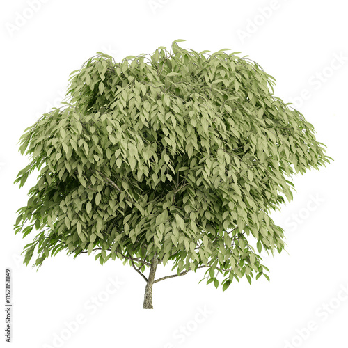 Beautiful shape of green Hornbeam tree isolated on transparent Canvas