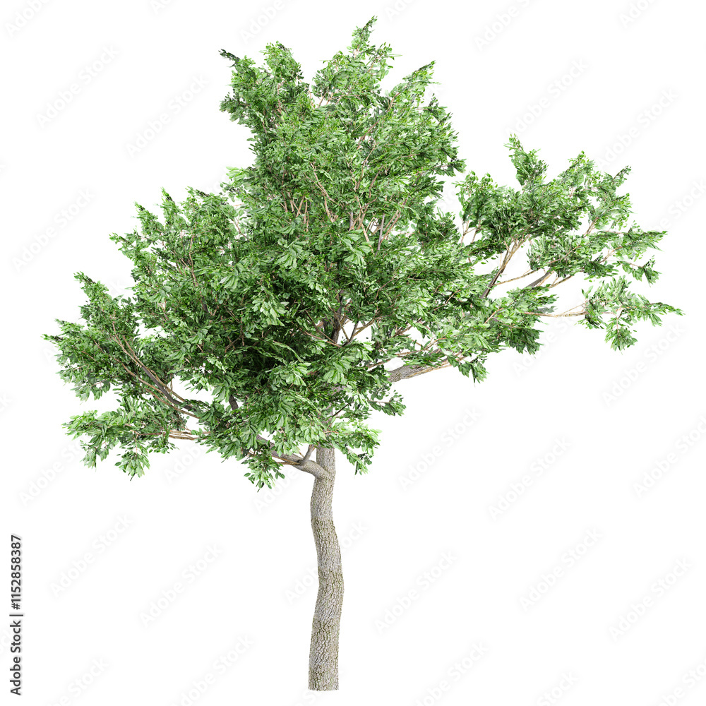 Collection of European ash plants isolated on transparent Canvas