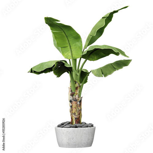 Green beautiful Hardy banana tree in planter isolated on Canvas
