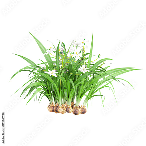 3d illustration of Chlorophytum tuberosum plants isolated on transparent canvas