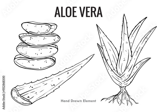 36. ALOE VERA HAND DRAWN ELEMENT.eps