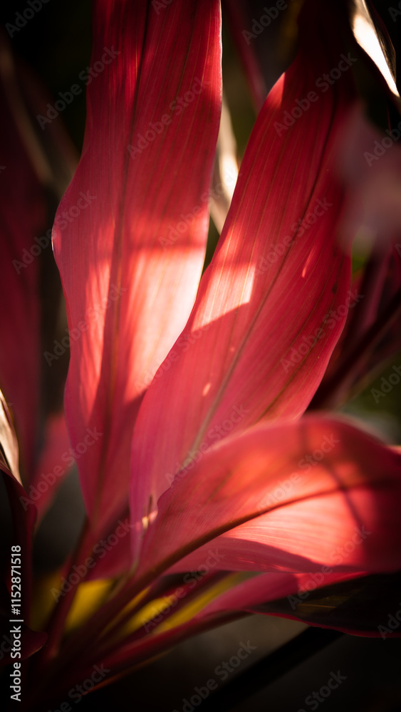 Obraz premium Plants