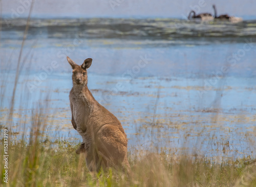 Kangaroos and black swans by water at Myponga Reservoir, showcasing Australia's unique wildlife and serene environment photo