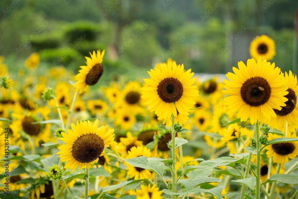 Fototapeta premium Vibrant summer sunflowers bloom in a lush green field under a clear blue sky