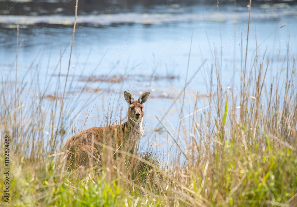 Fototapeta premium Kangaroo hiding among tall grasses near Myponga Reservoir, blending into the serene natural landscape