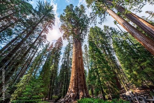 The lush green trees rise up into the air