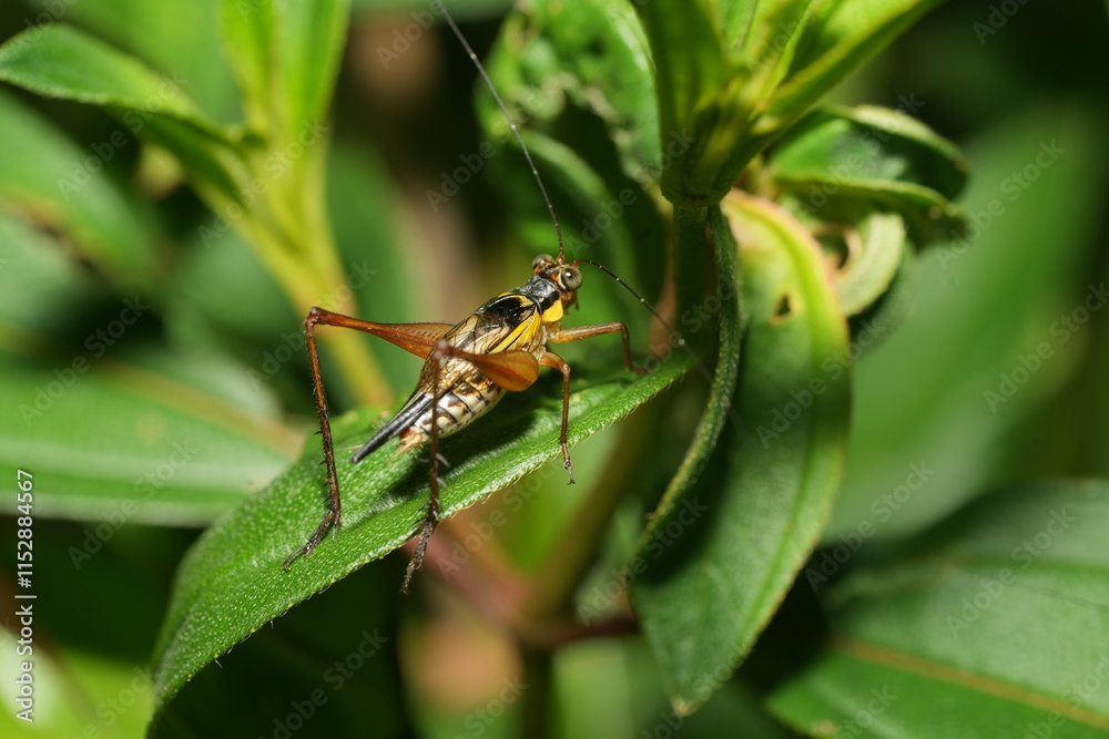 Nisitrus vittatus. Cengkerik daun, Common bush cricket. Nisitrus vittatus. Cengkerik daun, Common bush cricket.