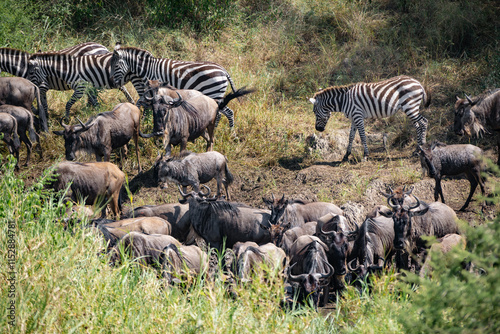 Around 1.5 million wildebeest, with hundreds of thousands of zebras, elands, gazelles and a retinue of predators, leave their calving grounds in the southern Serengeti. photo