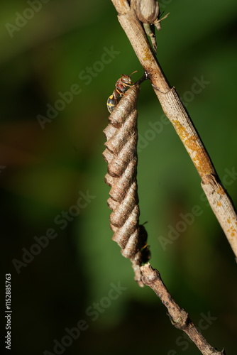 Ropalidia is a genus of paper wasps belonging to the family Vespidae and the subfamily Polistinae. This genus is widely recognized for its diversity, social behavior, and ecological importance.  photo