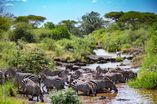 Around 1.5 million wildebeest, with hundreds of thousands of zebras, elands, gazelles and a retinue of predators, leave their calving grounds in the southern Serengeti. photo