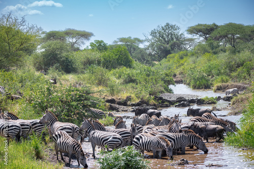 Around 1.5 million wildebeest, with hundreds of thousands of zebras, elands, gazelles and a retinue of predators, leave their calving grounds in the southern Serengeti. photo