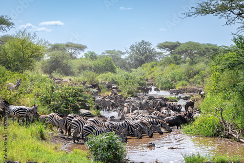 Around 1.5 million wildebeest, with hundreds of thousands of zebras, elands, gazelles and a retinue of predators, leave their calving grounds in the southern Serengeti. photo