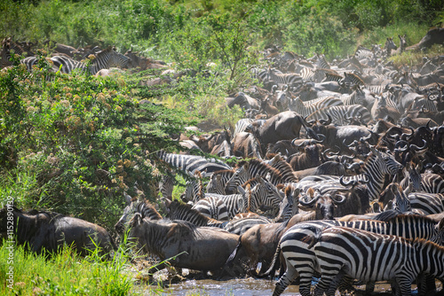 Around 1.5 million wildebeest, with hundreds of thousands of zebras, elands, gazelles and a retinue of predators, leave their calving grounds in the southern Serengeti. photo