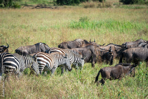 Around 1.5 million wildebeest, with hundreds of thousands of zebras, elands, gazelles and a retinue of predators, leave their calving grounds in the southern Serengeti. photo