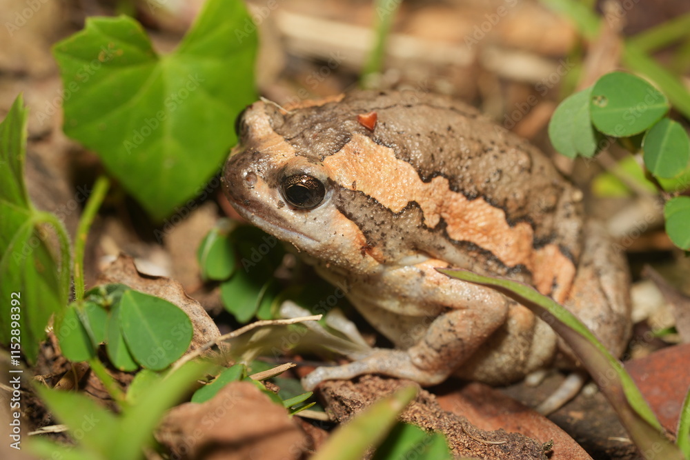 Kaloula pulchra pulchra, commonly known as the Asian Painted Frog, Chubby Frog, or Banded Bullfrog, is a subspecies of Kaloula pulchra, a frog belonging to the family Microhylidae. Kaloula pulchra pulchra, commonly known as the Asian Painted Frog, Chubby Frog, or Banded Bullfrog, is a subspecies of Kaloula pulchra, a frog belonging to the family Microhylidae.