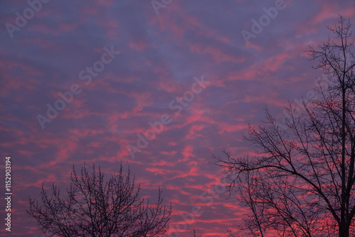 Pink-blue sunset or sunrise. Silhouette of trees against the sunset sky.