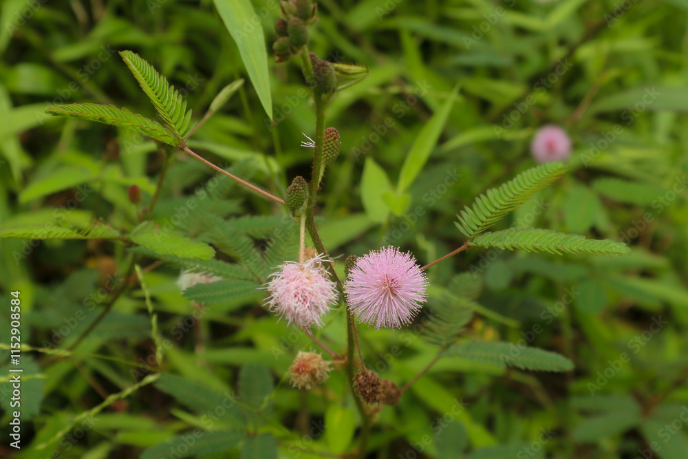 mimosa pudica plant with purple flowers outdoors mimosa pudica plant with purple flowers outdoors