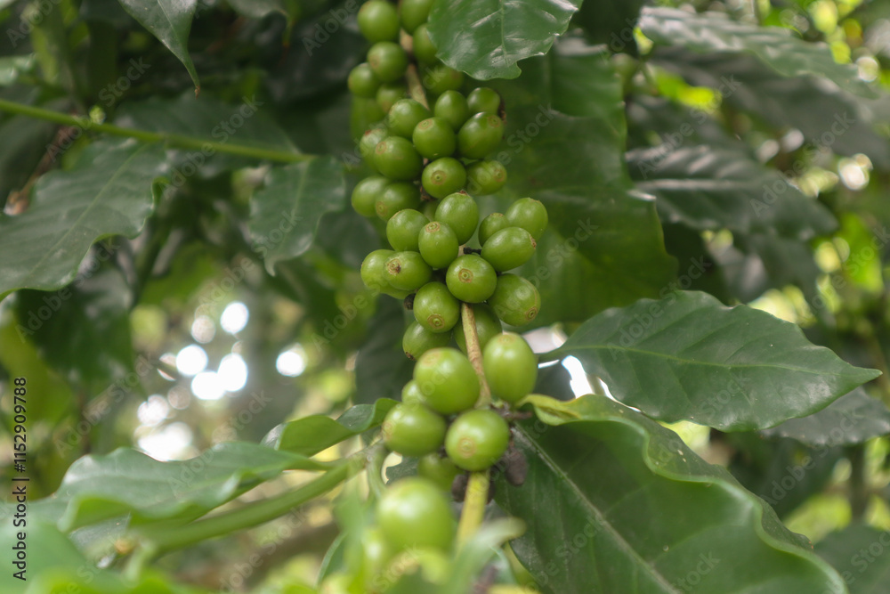 photo of green coffee fruit on the tree. taken in the afternoon photo of green coffee fruit on the tree. taken in the afternoon