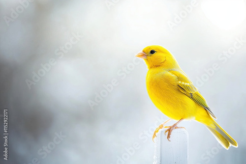 Yellow canary perched and looking ready to sing, perfect for a minimal, clean theme photo