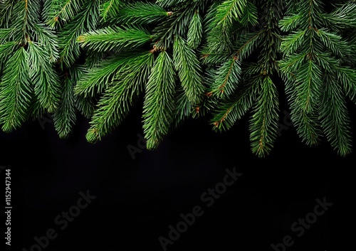 branches of a fir tree on black background