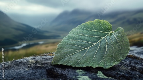 Leaf of phylum gigantean resting on a rocky surface with a misty Highlands landscape in the background showcasing natural beauty and tranquility photo