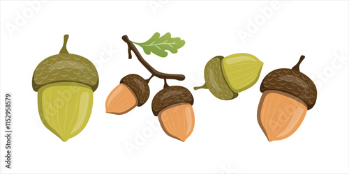 Vector Illustration of Oak Tree Acorns