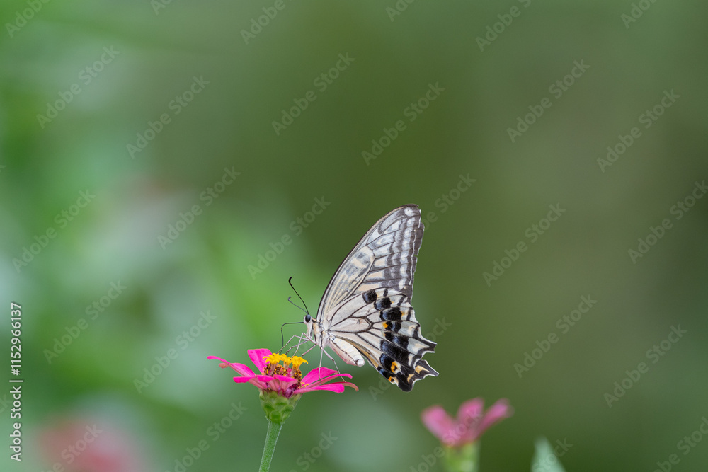 Obraz premium 花の蜜を吸うアゲハチョウ