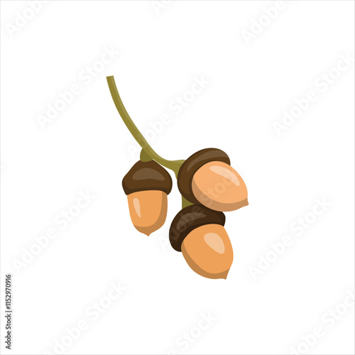 Acorn Seeds of Oak Tree on Forest Floor
