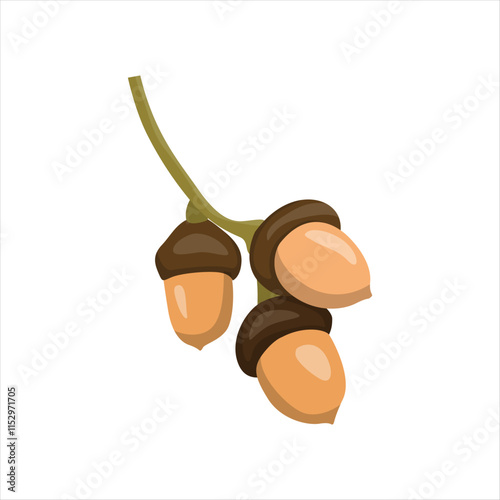 Acorn Seeds of Oak Tree on Forest Floor