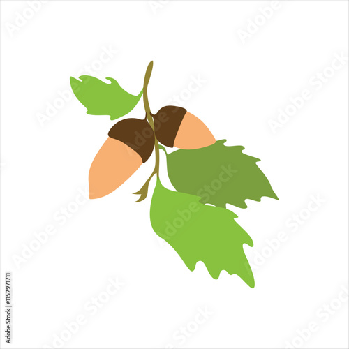 Acorn Seeds of Oak Tree on Forest Floor