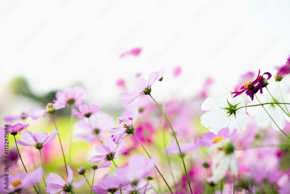 Fototapeta premium Cosmos flowers in full bloom